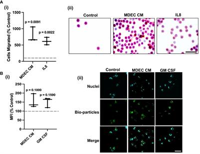 The mammosphere-derived epithelial cell secretome modulates neutrophil functions in the bovine model